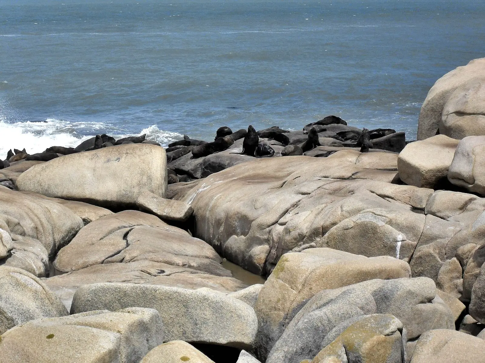 Lobos marinos en la costa rocosa.