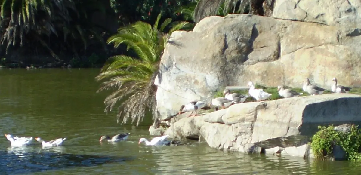 Lago de las Canteras del Parque Rodó.