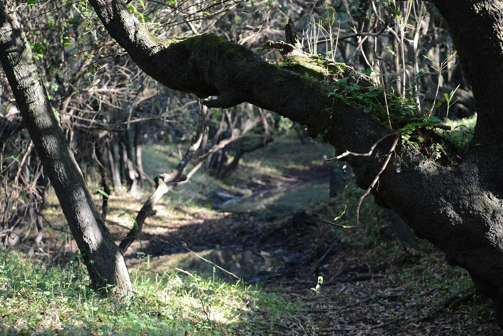 Sendero bajo el monte ribereño.