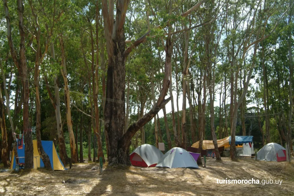 Tents among the trees in one of the park’s camping areas